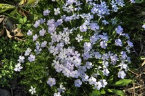Флокс Joavis Bloom (Phlox Joavis Bloom)